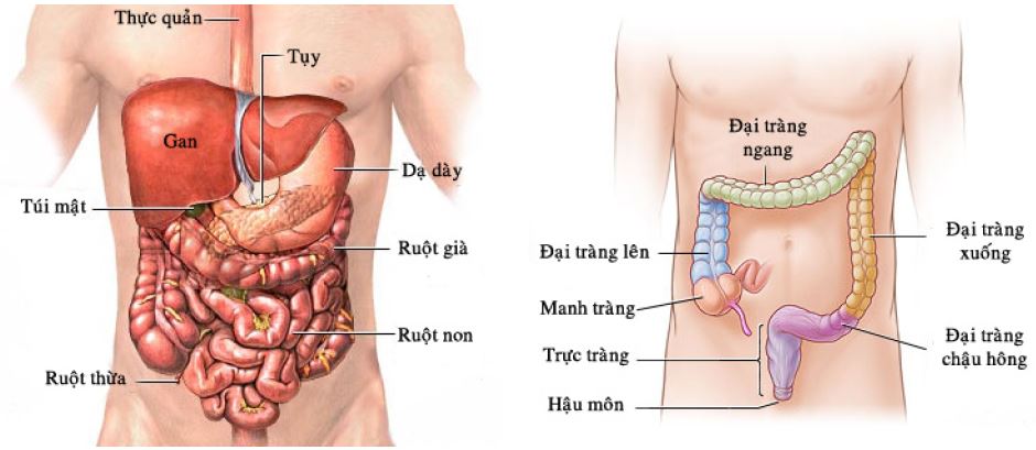 Các-cơ-quan-liên-quan-đến-đại-trực-tràng