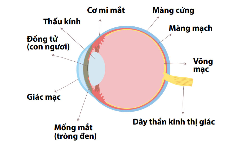 giải-phẫu-giác-mạc 