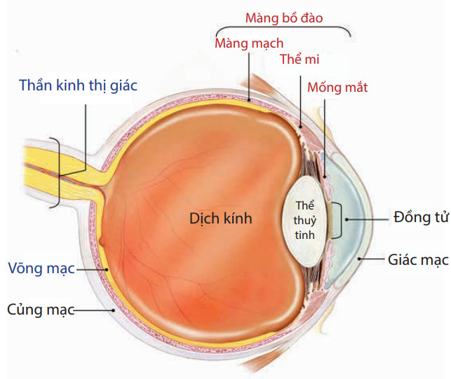 Giải-phẫu-màng-bồ-đào 