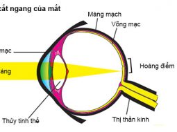 Dấu-hiệu-nhận-biết-Thoái-hóa-hoàng-điểm