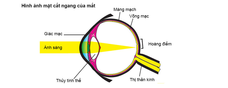 Hoàng-điểm-và-mặt-cắt-ngang-của-mắt