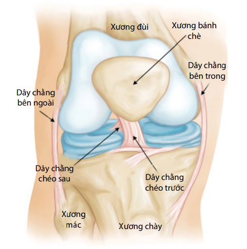 Đứt dây chằng chéo trước