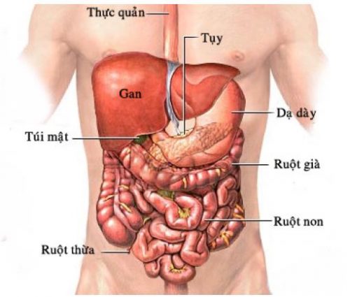 Hình-ảnh-giải-phẫu-của-dạ-dày 