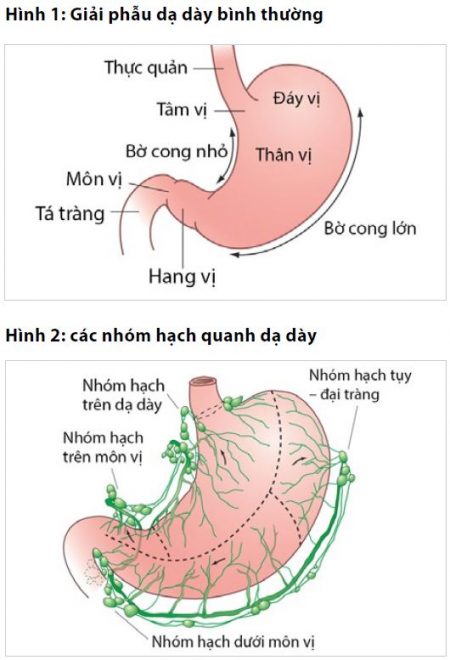 Giải-phẫu-dạ-dày 