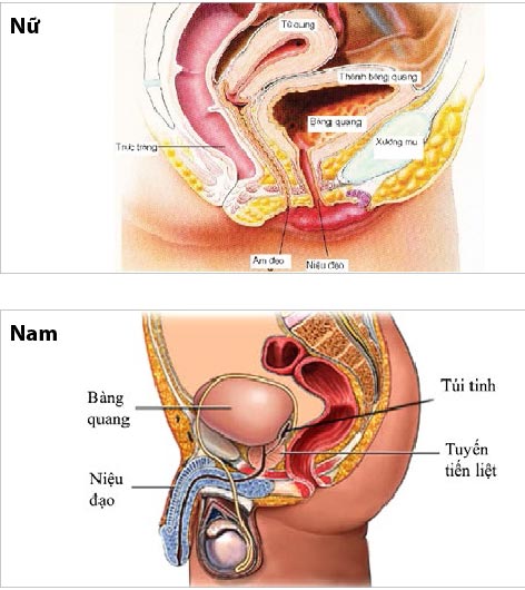 Vùng-bụng-chậu-của-nam-và-nữ 