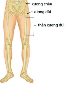 Thân xương đùi bắt đầu từ vùng dưới hông đến vị trí xương bắt đầu mở rộng ở đầu gối.