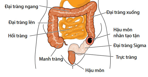 Giải-phẫu-đại-trực-tràng 