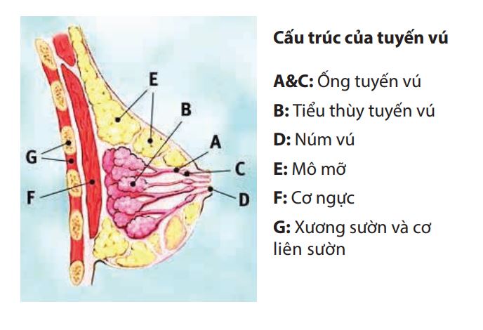 Giải-phẫu-cấu-trúc-tuyến-vú 