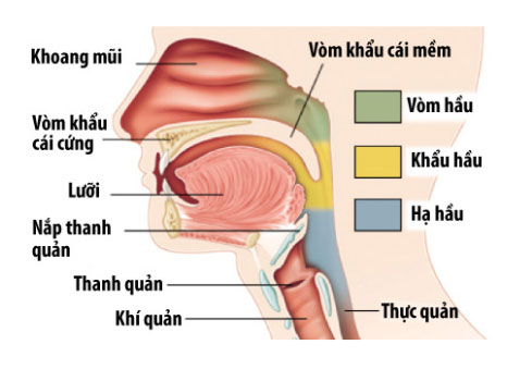 Ung-thư-đầu-cổ-liên-quan-đến-các-khối-u-ác-tính-vùng-đầu-cổ 