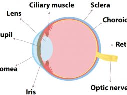 cấy-ghép-giác-mạc