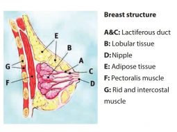 cấu-trúc-tuyến-vú