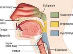 Ung-thư-vùng-đầu-cổ-là- các-khối-bướu-ác- tính-trong-hoặc-quanh- họng-thanh-quản-mũi-xoang-các-tuyến-nước-bọt-và-miệng