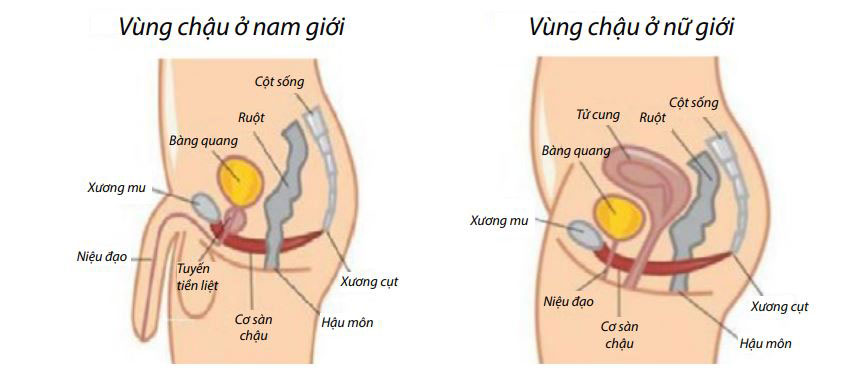 vùng-chậu-ở-nam-giới-và-phụ-nữ 